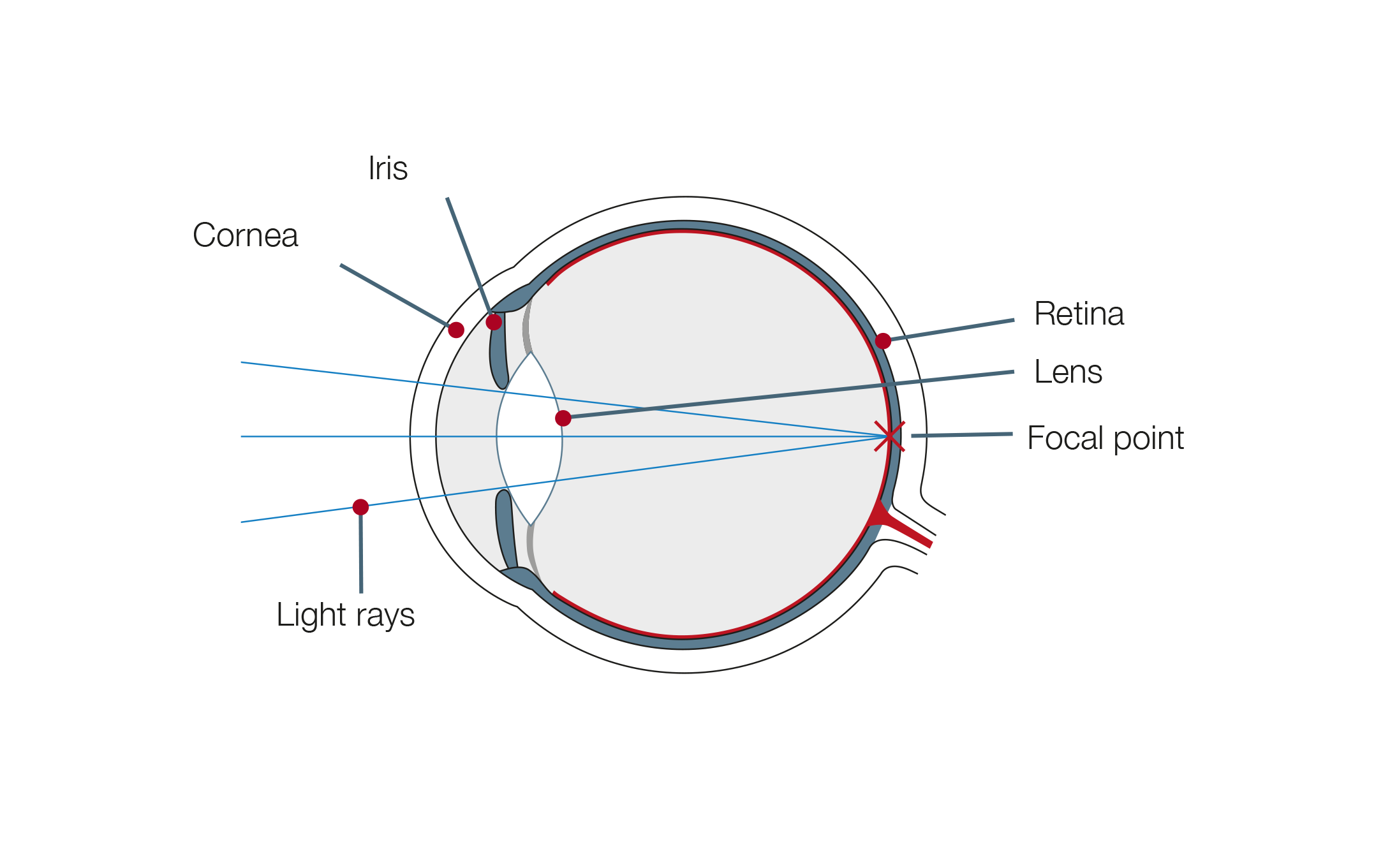 diagramă de test ocular de astigmatism structura orană de vedere